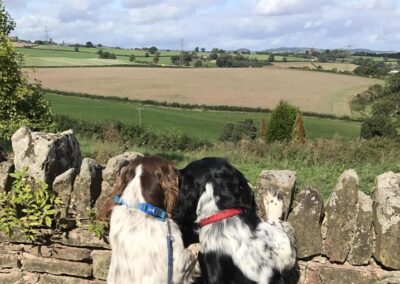 Dog-friendly holiday cottages in Herefordshire | Thatch Close Cottages