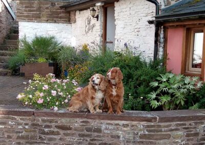 Dog-friendly holiday cottages in Herefordshire, perfect for long walks | Thatch Close Cottages